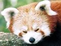 Red panda (4th of 4)