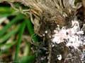 Pasture mealybug