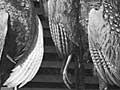 Hunters and pheasants, 1912 (4th of 4)