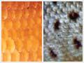 Coarse and fine scales