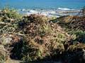 Weed dump