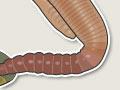 Earthworm life cycle