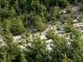 Wilding pines