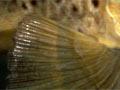 Pectoral fins