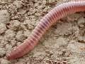 Lumbricus rubellus (1st of 2)