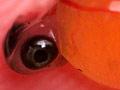 Newly hatched trout
