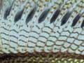 Sailfin molly (2nd of 3)