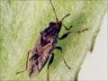 Wheat bugs