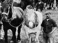 Longbeach plough camp
