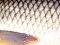 Grass carp