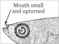 Poeciliidae features (2nd of 4)