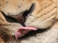 Lions 