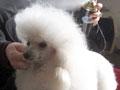 Grooming a poodle