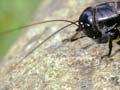 Black field cricket