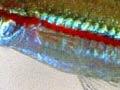 Swordtail (3rd of 3)