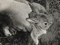 Digging up rabbit holes (1st of 3)