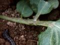 Greasy cutworm