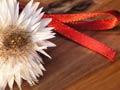 Guinea pig’s ashes