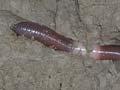 Octochaetus multiporus