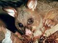 Possum eating five-finger berries