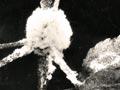 Woolly apple aphid