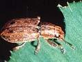 Clover root weevil