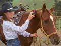 Quarter horse (1st of 3)