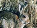 Hare and rabbit