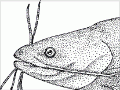 Ictaluridae features (4th of 4)