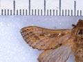 Porina moth (2nd of 2)