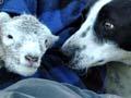 Dog with lambs