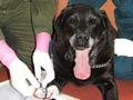 Dog chemotherapy