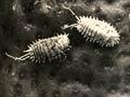 Mealybugs