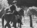 Children and horses, Ruatōria (4th of 4)