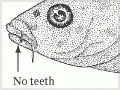 Cyprinidae features (1st of 4)