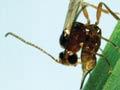 Argentine stem weevil