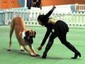Doggie dancing (1st of 5)