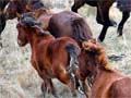 Kaimanawa wild horses