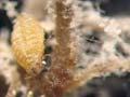Root aphid