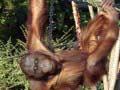 Bornean orang-utans