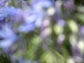 Agapanthus