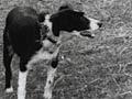 Training a pup