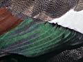 Paradise shelducks (1st of 4)