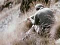 Video: Professional deer cullers