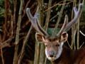 Sambar stag (4th of 7)