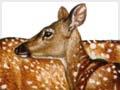 Axis deer (5th of 7)