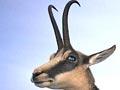 Chamois (1st of 3)