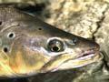 Brown trout (1st of 3)