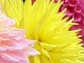 Dahlias and quilts