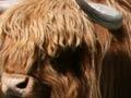 Cattle close up